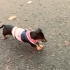 Business 12 image THE HOUND HOUSE Pets & Animals in Manchester Gr