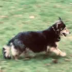 Business 14 image THE HOUND HOUSE Pets & Animals in Manchester Gr