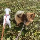 Business 16 image THE HOUND HOUSE Pets & Animals in Manchester Gr