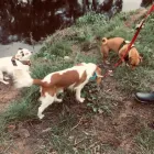 Business 17 image THE HOUND HOUSE Pets & Animals in Manchester Gr