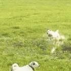 Business 20 image THE HOUND HOUSE Pets & Animals in Manchester Gr