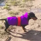 Business 24 image THE HOUND HOUSE Pets & Animals in Manchester Gr