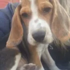 Business 26 image THE HOUND HOUSE Pets & Animals in Manchester Gr