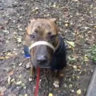 Business 34 image THE HOUND HOUSE Pets & Animals in Manchester Gr