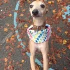 Business 37 image THE HOUND HOUSE Pets & Animals in Manchester Gr