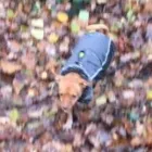 Business 38 image THE HOUND HOUSE Pets & Animals in Manchester Gr