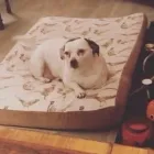 Business 40 image THE HOUND HOUSE Pets & Animals in Manchester Gr