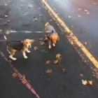 Business 41 image THE HOUND HOUSE Pets & Animals in Manchester Gr