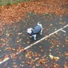 Business 43 image THE HOUND HOUSE Pets & Animals in Manchester Gr