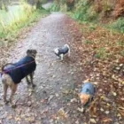 Business 45 image THE HOUND HOUSE Pets & Animals in Manchester Gr