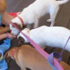 Business 50 image THE HOUND HOUSE Pets & Animals in Manchester Gr