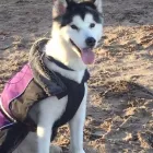 Business 52 image THE HOUND HOUSE Pets & Animals in Manchester Gr