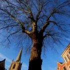 Business 3 image THE LANDSCAPE PARTNERSHIP Tree Services in Norwich No