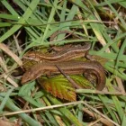 Business 4 image THE LANDSCAPE PARTNERSHIP Tree Services in Norwich No