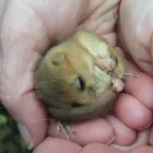 Business 5 image THE LANDSCAPE PARTNERSHIP Tree Services in Norwich No