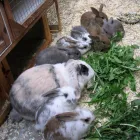 Business 7 image THE OWLS NURSERY LTD Day Nurseries in Bolton La