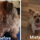 Business 3 image THE PET PAD Pets & Animals in Glasgow Glg