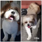 Business 4 image THE PET PAD Pets & Animals in Glasgow Glg