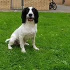 Business 5 image THE PET PAD Pets & Animals in Glasgow Glg