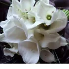 Business 8 image THE SECRET GARDENS Shopping & Retail in Birmingham We