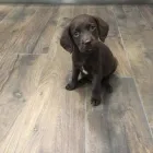 Business 4 image TIM'S TILES Tile Suppliers in Poole Do