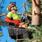 Business 1 image TREE SURGEON GLASGOW Tree Surgeons in Glasgow Glg