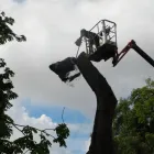 Business 1 image TREECREEPER ARBORICULTURE Tree Services in Norwich No