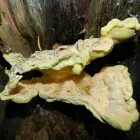 Business 3 image TREECREEPER ARBORICULTURE Tree Services in Norwich No