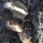 Business 13 image TREECREEPER ARBORICULTURE Tree Services in Norwich No