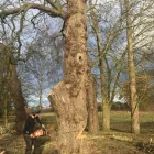 Business 16 image TREECREEPER ARBORICULTURE Tree Services in Norwich No