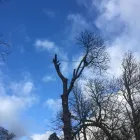 Business 18 image TREECREEPER ARBORICULTURE Tree Services in Norwich No