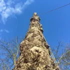 Business 20 image TREECREEPER ARBORICULTURE Tree Services in Norwich No