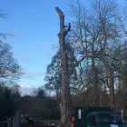 Business 22 image TREECREEPER ARBORICULTURE Tree Services in Norwich No