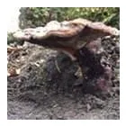 Business 24 image TREECREEPER ARBORICULTURE Tree Services in Norwich No