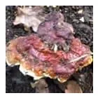 Business 27 image TREECREEPER ARBORICULTURE Tree Services in Norwich No