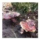 Business 28 image TREECREEPER ARBORICULTURE Tree Services in Norwich No