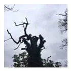 Business 29 image TREECREEPER ARBORICULTURE Tree Services in Norwich No