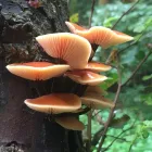 Business 30 image TREECREEPER ARBORICULTURE Tree Services in Norwich No