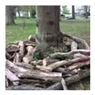 Business 31 image TREECREEPER ARBORICULTURE Tree Services in Norwich No