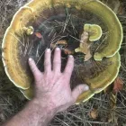 Business 32 image TREECREEPER ARBORICULTURE Tree Services in Norwich No