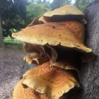 Business 33 image TREECREEPER ARBORICULTURE Tree Services in Norwich No