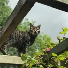 Business 5 image VALENTINE'S VETS Veterinary Services in Rochdale Gr