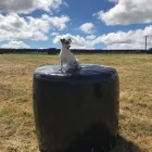 Business 6 image VALENTINE'S VETS Veterinary Services in Rochdale Gr