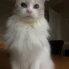 Business 7 image VALENTINE'S VETS Veterinary Services in Rochdale Gr