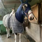 Business 8 image VALENTINE'S VETS Veterinary Services in Rochdale Gr