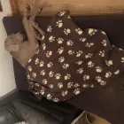 Business 9 image VALENTINE'S VETS Veterinary Services in Rochdale Gr