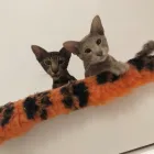 Business 10 image VALENTINE'S VETS Veterinary Services in Rochdale Gr