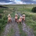 Business 11 image VALENTINE'S VETS Veterinary Services in Rochdale Gr