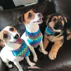 Business 14 image VALENTINE'S VETS Veterinary Services in Rochdale Gr