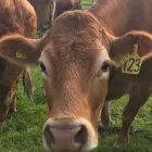 Business 15 image VALENTINE'S VETS Veterinary Services in Rochdale Gr